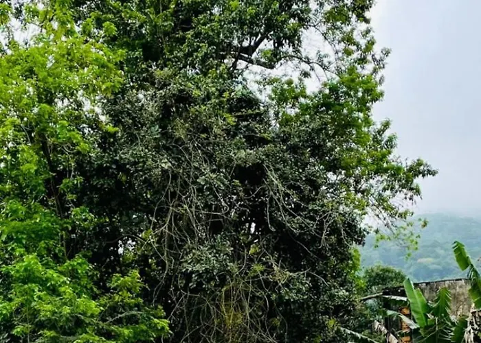 Carvalho de Paquetá