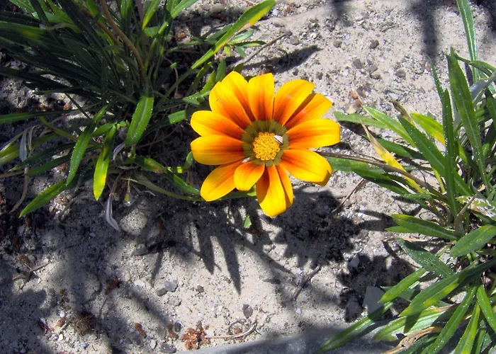 Hotel com piscina: Aldeamento Turistico Casas Da Comporta