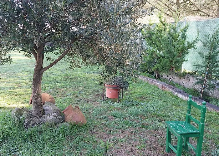 Un Mar De Pinares